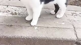 cute street cats