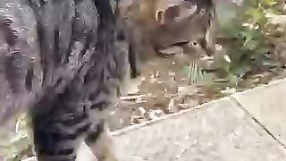 Sweet tabby street cat 2