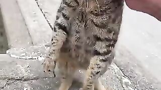 Sweet tabby street cat 3