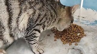 I fed the sweet cat