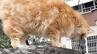 Street cats who need to be loved