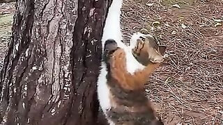 cat scratching tree.