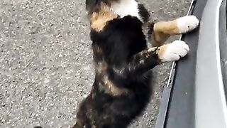 The cat is calling its friend.