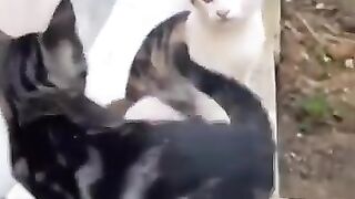 mother cat and her three kittens.