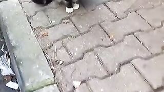 sweet street cats