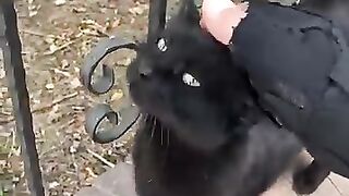 Black cat & orange cat 2