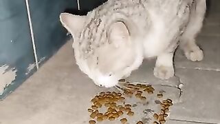 А beautiful street cat