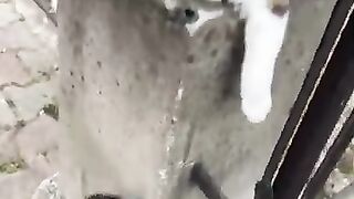 Street cats also deserve to be loved