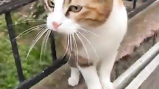 Street cats make the street beautiful