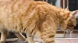 А sweet orange street cat