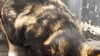 Cat eating food with pleasure