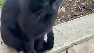 A brother who loves cats