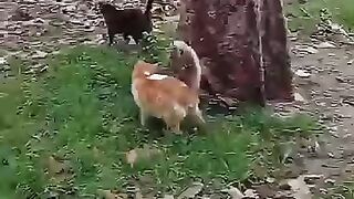 The tough life of cats