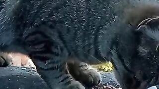 Tabby cat ate wet food with pleasure.