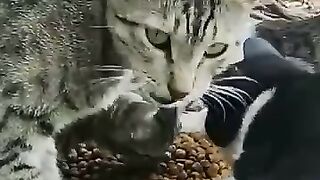 mother cat and kittens 3