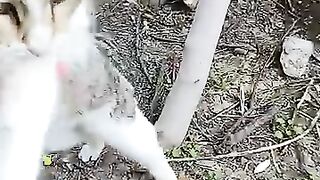 I love street cats very much