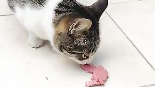 The weather is -5 degrees and I have a tabby cat.