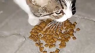 Tabby cat is very hungry