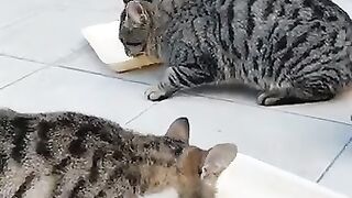 Funny cats 121