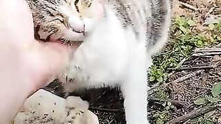 I loved street cats