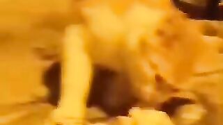 Sweet cats of the street