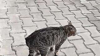 innocence of street cats.