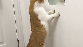 cat talking to mirror