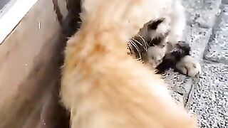 The cuteness of kittens 2