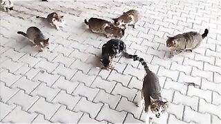 Welcome to the home of cats