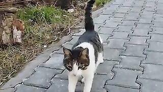 The street cat I called came running to me