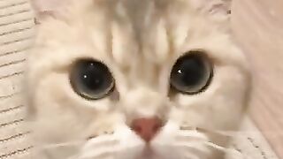 Listen to the sound the kitten makes, purring.