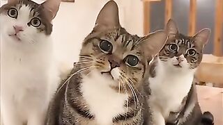 Cute sweet cats