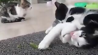 The moment when two kittens played with each other