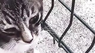 I both loved and fed the little kitten