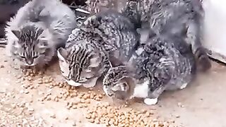Baby cats 4