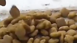 A cute hungry kitten.