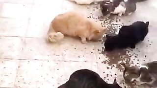 How nice it would be if everyone fed the street animals