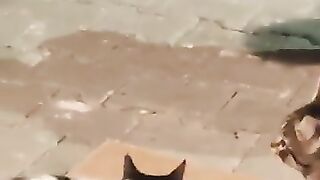 Angry cat and then comes