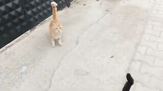 I try to help cats that are struggling to survive in the streets.