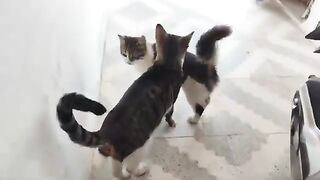 My street cats were waiting for me excitedly at the door.