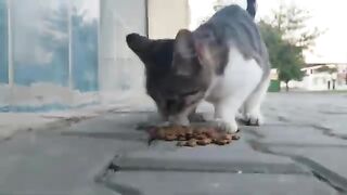 Enjoy your meal, little kittens! 2