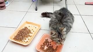 The cat I raised when it was a kitten has grown up and is now pregnant.