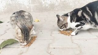 It would be great if you could leave a bowl of food and a bowl of water in front of each house.