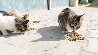 I gathered them up from the street, gave them food, they are happy, and I am happy