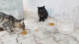 There was one cat and I left some food out, then a few more came.