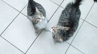 The hungry pregnant cats' bellies were filled.