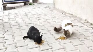 Enjoy your meal, feline friends.