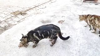 The cats were very hungry and came running when they saw the food.