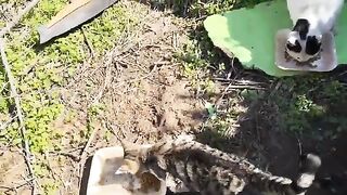 It was very cold. Our cats were hungry, so I fed them.