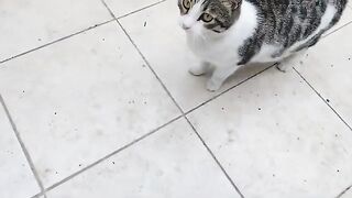 I fed two pregnant cats; babies are coming soon.